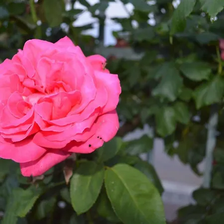 La Casetta Delle Rose Appartamento